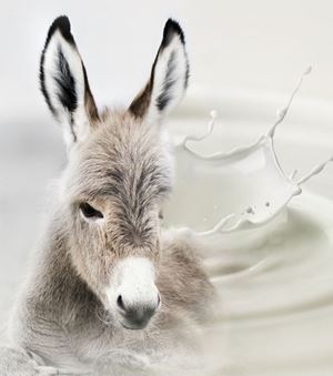 Lait d'ânesse au patient